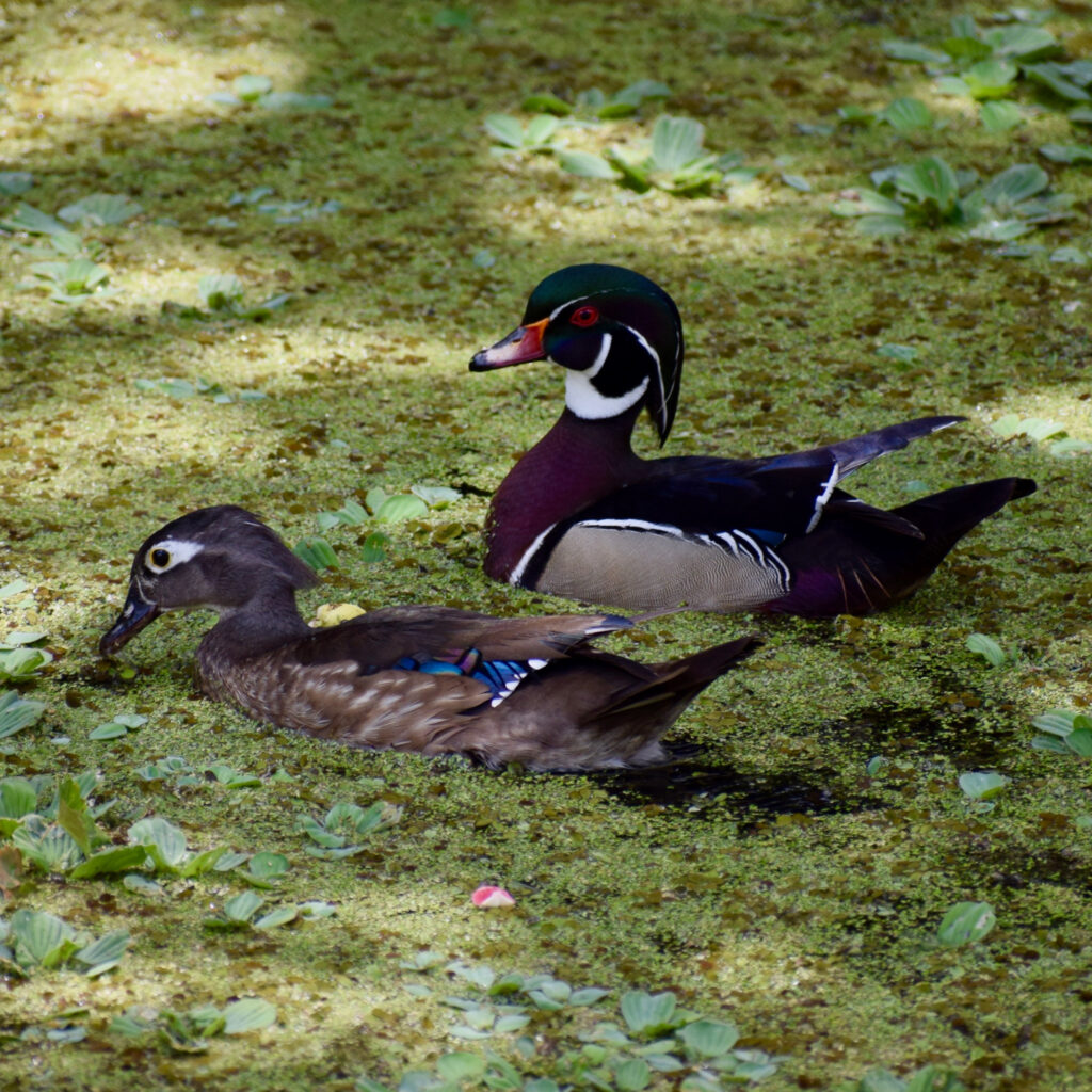 デート中のアメリカオシ / my great birds
