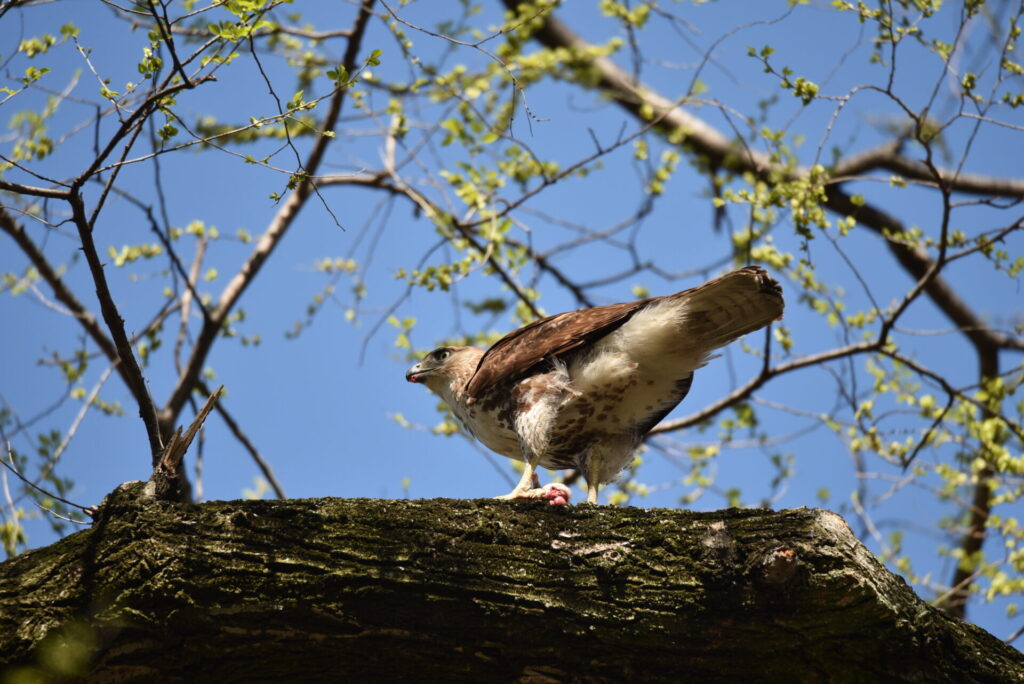 ニューヨークセントラルパークにて